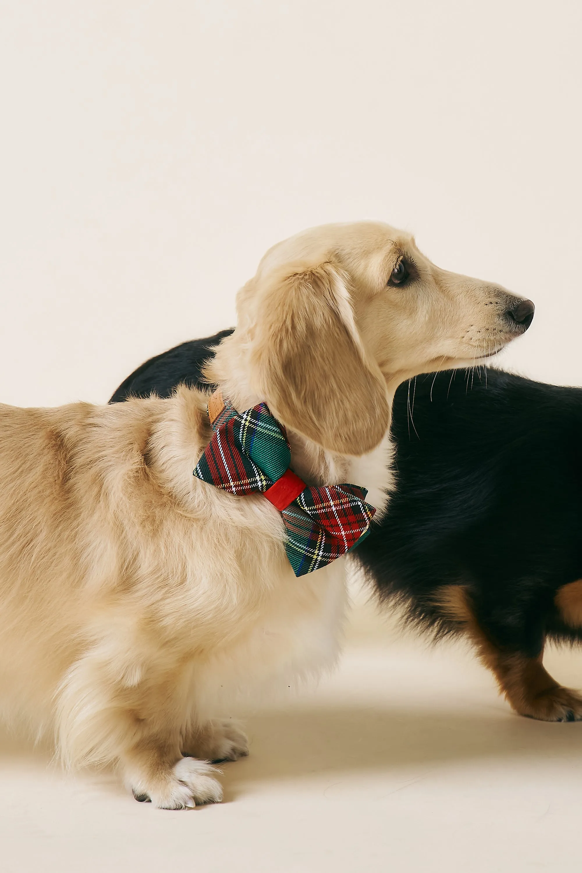 [COSONNE] Tartan Pet Bowtie
